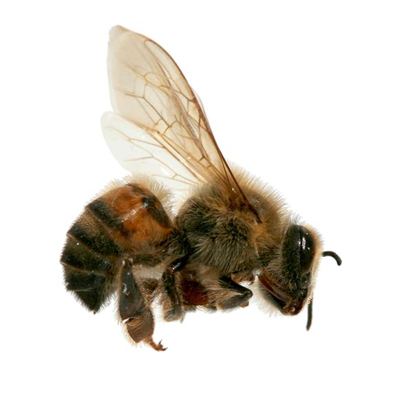 Africanized honey bee identification in Central TN - The Bug Man