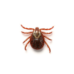 American dog tick identification in Central TN - The Bug Man