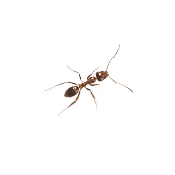 Argentine ant identification in Central TN - The Bug Man