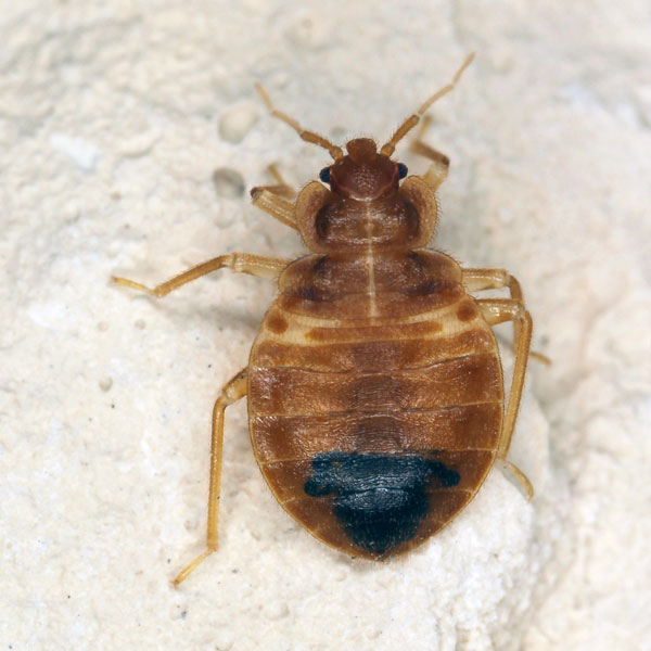 Bed bug identification in Central TN - The Bug Man