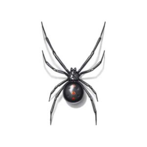 Black widow spider identification in Central TN - The Bug Man
