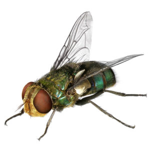 Blow fly identification in Central TN - The Bug Man