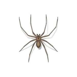 Brown recluse spider identification in Central TN - The Bug Man