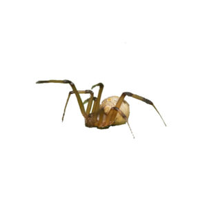 Brown widow spider identification in Central TN - The Bug Man