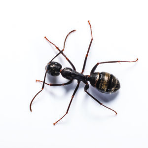 Carpenter ant identification in Central TN - The Bug Man