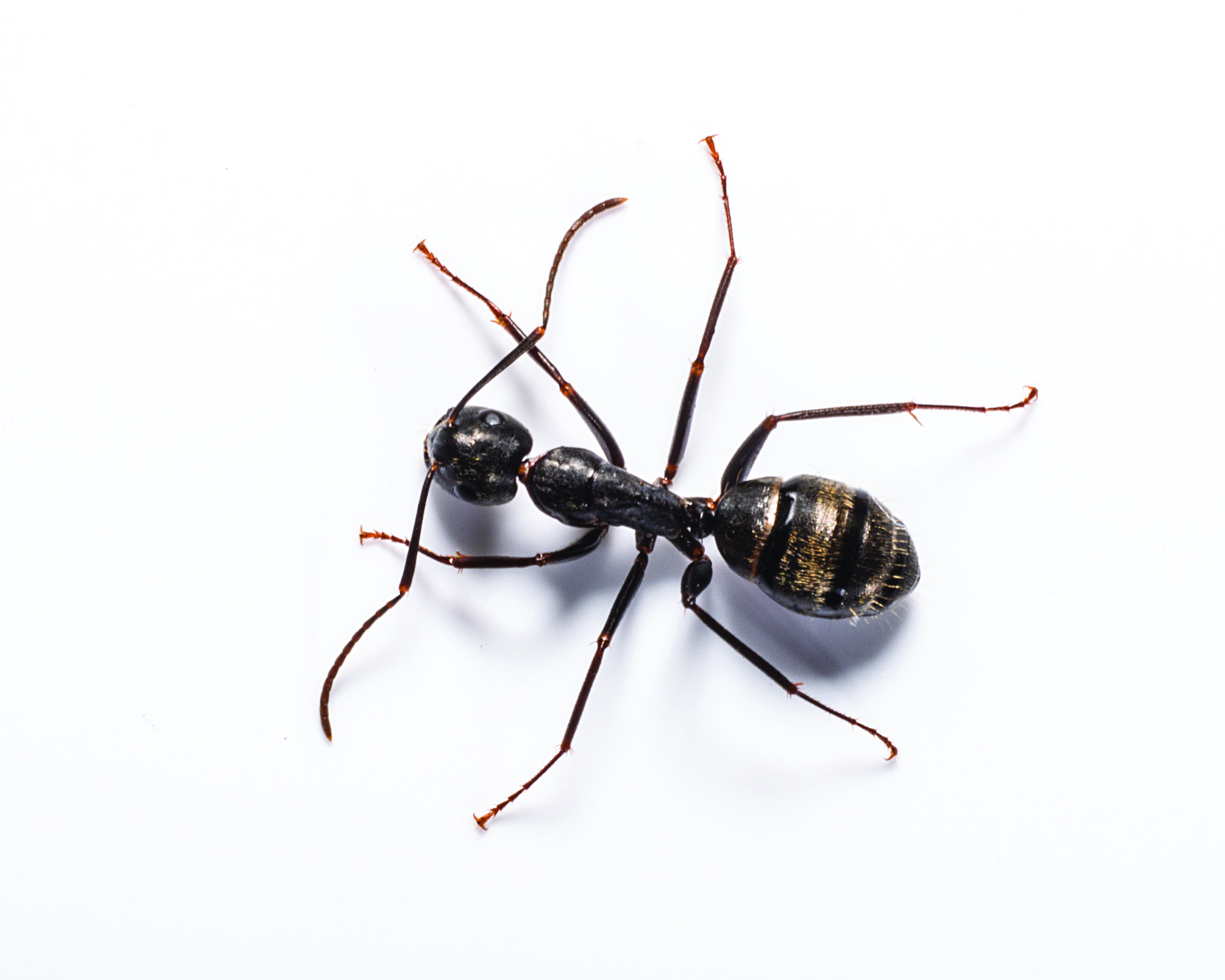 Carpenter Ant Identification Habitat Behavior The Bug Man