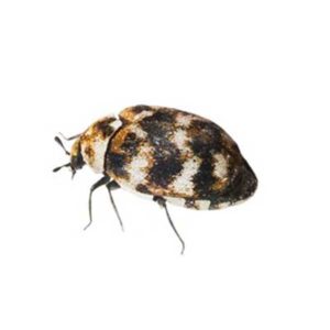 Carpet beetle identification in Central TN - The Bug Man