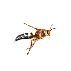 Cicada killer wasp identification in Central TN - The Bug Man