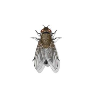 Cluster fly identification in Central TN - The Bug Man