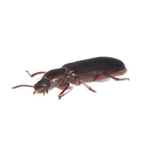 Confused flour beetle identification in Central TN - The Bug Man