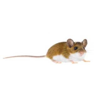 Deer mouse identification in Central TN - The Bug Man