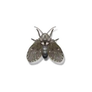 Drain fly identification in Central TN - The Bug Man