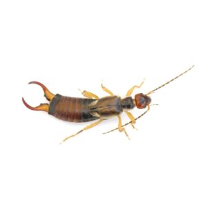 Earwig identification in Central TN - The Bug Man
