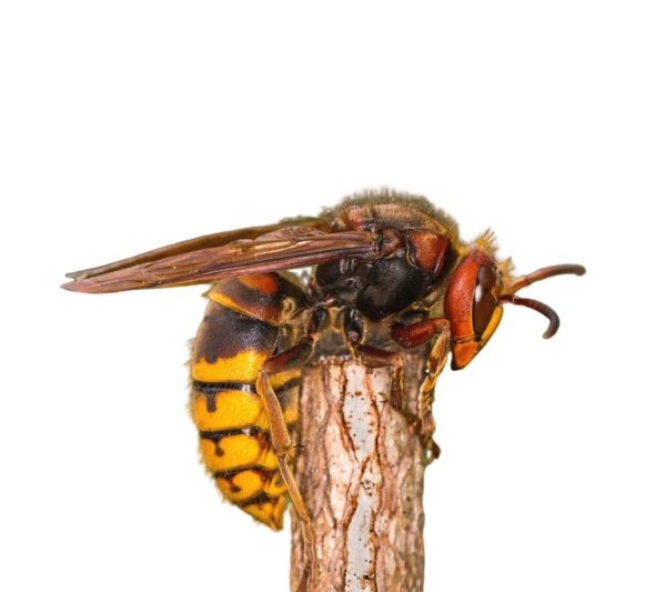 European hornet identification in Central TN - The Bug Man