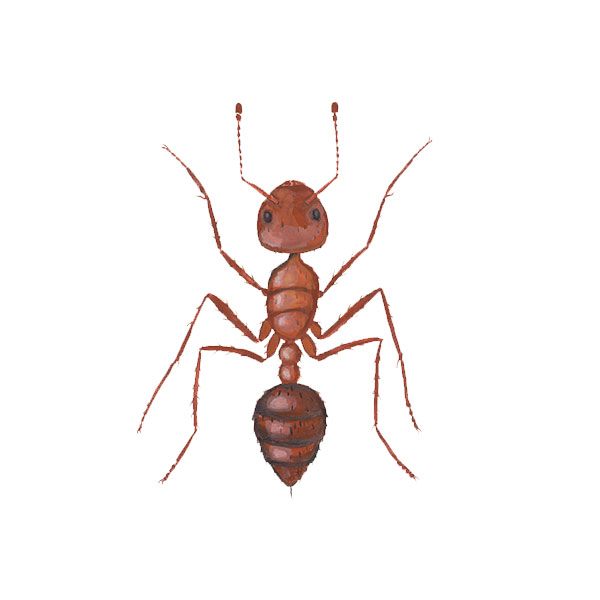 Fire ant identification in Central TN - The Bug Man