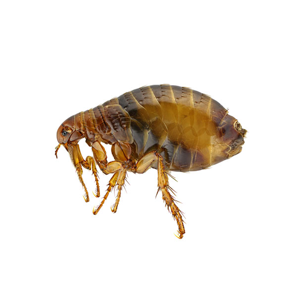 Flea identification in Central TN - The Bug Man