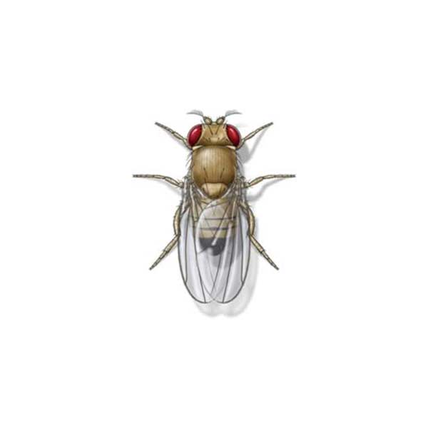 Fruit fly identification in Central TN - The Bug Man