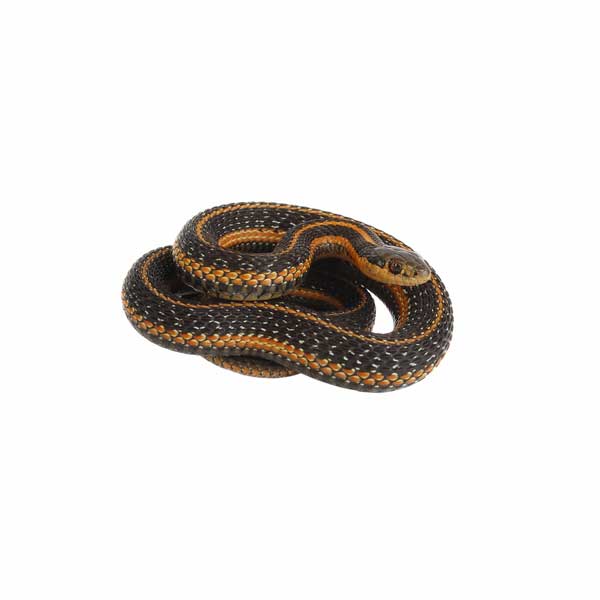 Common garter snake identification in Central TN - The Bug Man
