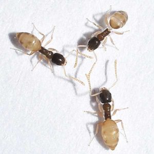 Ghost ant identification in Central TN - The Bug Man