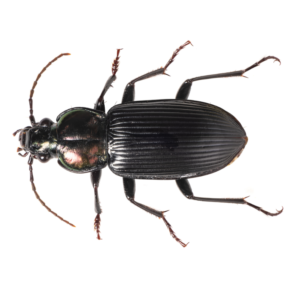 Ground beetle identification in Central TN - The Bug Man