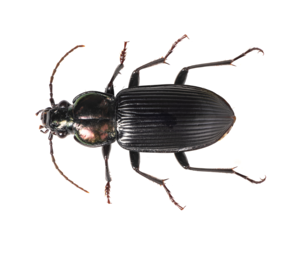 Ground beetle identification in Central TN - The Bug Man