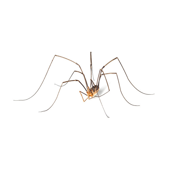 Daddy longleg spider identification in Central TN - The Bug Man