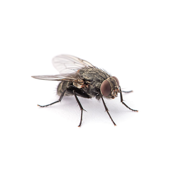 House fly identification in Central TN - The Bug Man