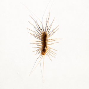 House centipede identification in Central TN - The Bug Man