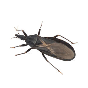Kissing bug identification in Central TN - The Bug Man