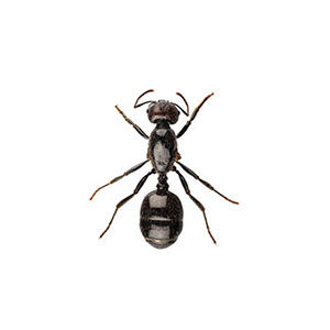 Little black ant identification in Central TN - The Bug Man