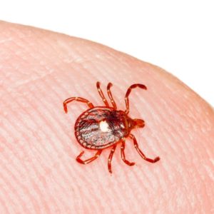 Lone star tick identification in Central TN - The Bug Man
