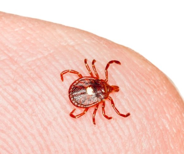 Lone star tick identification in Central TN - The Bug Man