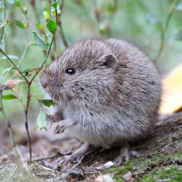 Meadow vole identification in Central TN - The Bug Man