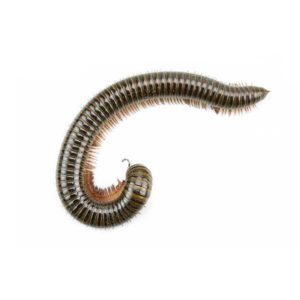 Millipede identification in Central TN - The Bug Man