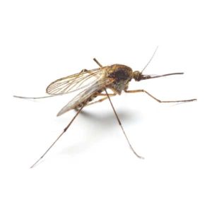 Mosquito identification in Central TN - The Bug Man