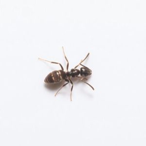 Odorous house ant identification in Central TN - The Bug Man