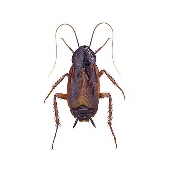 Oriental cockroach identification in Central TN - The Bug Man