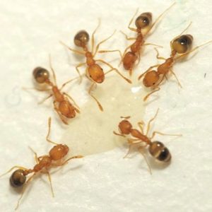 Pharaoh ants identification in Central TN - The Bug Man