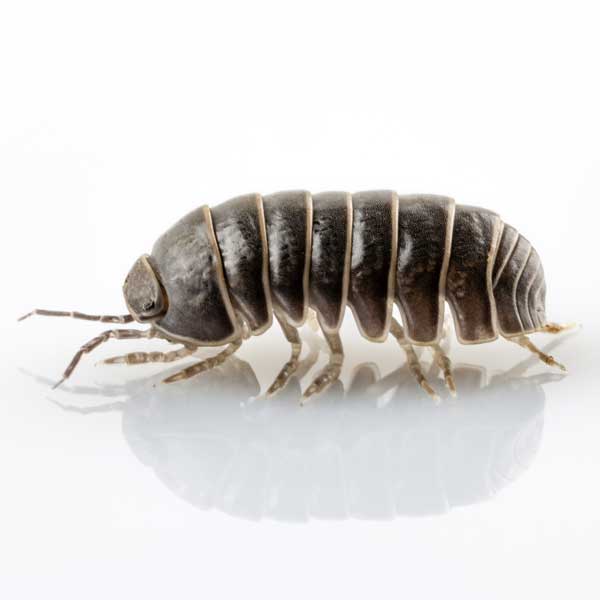 Pillbug identification in Central TN - The Bug Man
