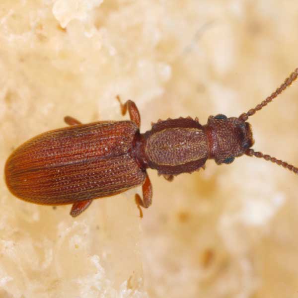 Sawtoothed grain beetle identification in Central TN - The Bug Man
