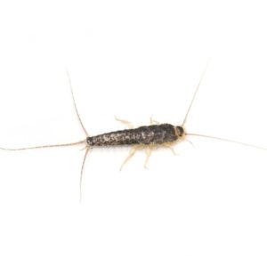 Silverfish identification in Central TN - The Bug Man