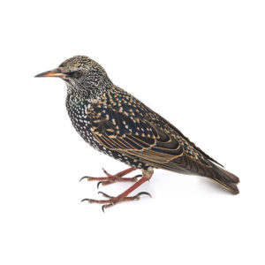 European starling identification in Central TN - The Bug Man