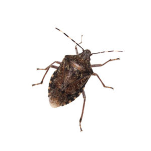 Stink bug identification in Central TN - The Bug Man