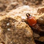 Termite identification in Murfreesboro TN; The Bug Man