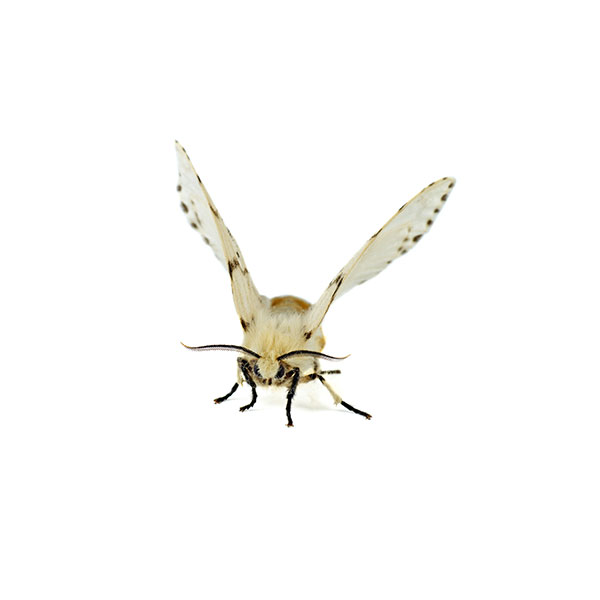 Webworm identification in Central TN - The Bug Man