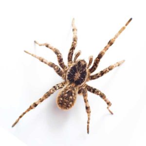 Wolf spider identification in Central TN - The Bug Man