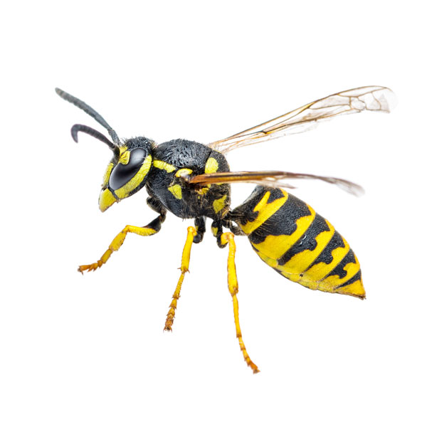 Yellowjacket identification in Central TN - The Bug Man
