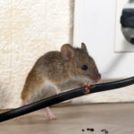 mouse in house chewing on cord