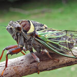 Cicada Swarms in Tennessee - The Bug Man