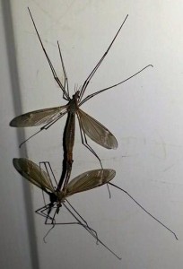 Texas-sized Mosquito or Crane Fly?